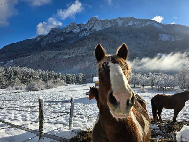 The cross valley ranch paint horse