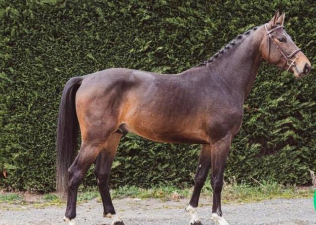 A vendre hongre de 7 ans par kannan x papillon rouge