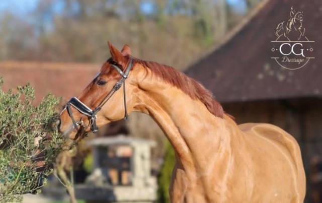 Magnifique jeune cheval bwp
