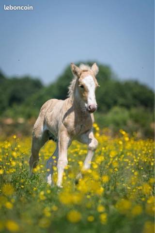 ✨ osaka - jeune jument irish cob pp ✨