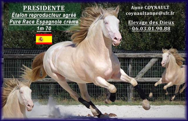 Presidente de jarama : presidente pre 1m70 de robe crème