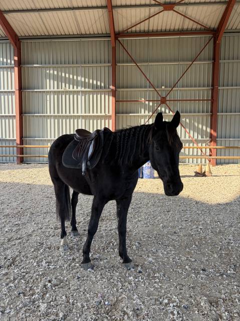 Magnifique hongre arabo-frison – 4 ans