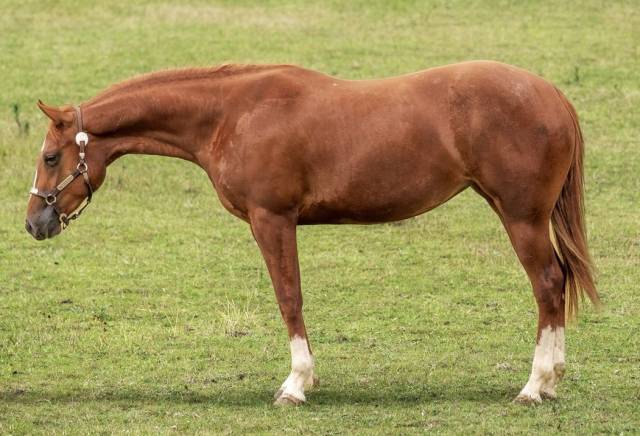 Jument quarter horse 3 ans