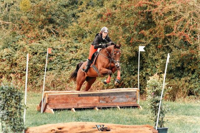 Cheval hongre