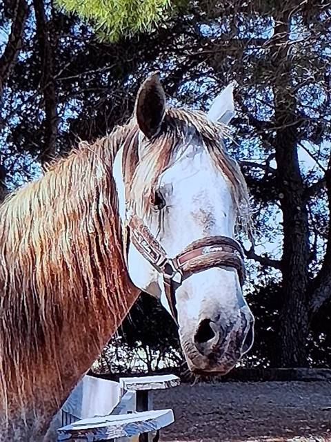 Cheval