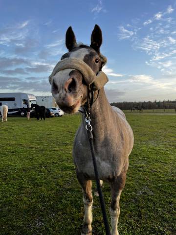 Ponette polyvalente