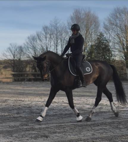 Jument de dressage 7 ans