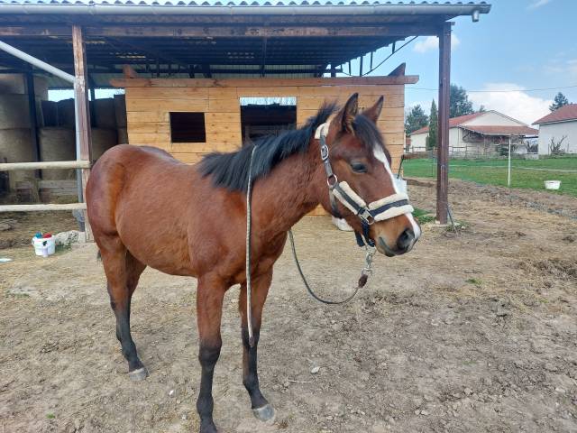 Maverick woody berry - poulain quarter horse