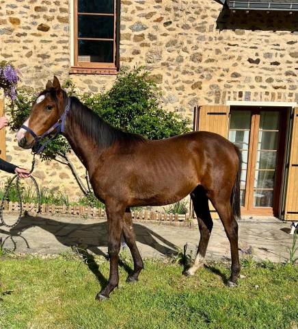 Yearling anglo-arabe