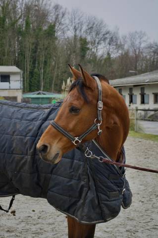Cheval à donner
