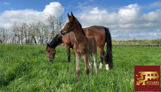 Propriété sans voisins 3,4 hectares