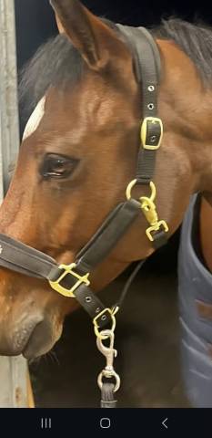 Cheval de 7 ans gagnant sur les épreuves de 6 ans