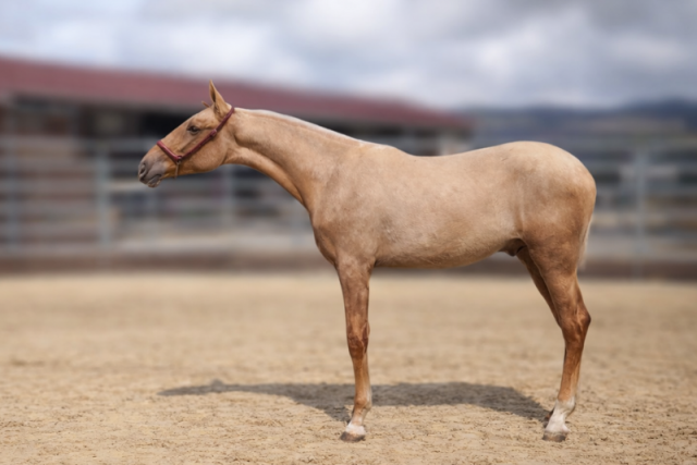 Pegaso de alegria, un poulain exceptionnel.
