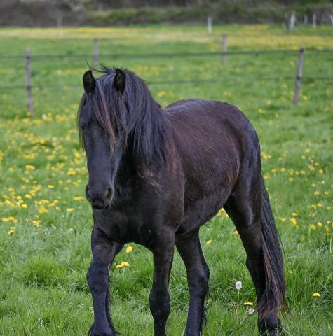 Sublime pouliche frisonne de 2024