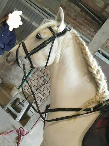 Duo camargue dressage â chevaux dâexamen ffe