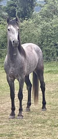 Arabe barbe