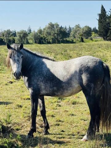 Pouliche camargue pp