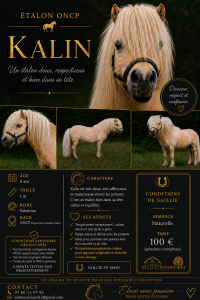 Kalin - Saillie étalon (shetland ONCP)