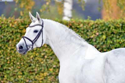 Convall - gris - 1M72 - Holstein