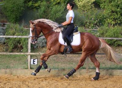 Saillies IAC Etalon approuvé Selle Francais crin lavés