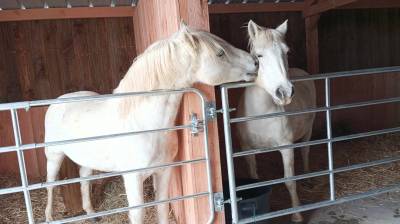 Etalon Elite Camargue en Alsace : Esprit du Mas