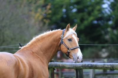 Karat-J Étalon Palomino Wielkopolski agrée AES