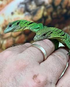 Varan vert à vendre