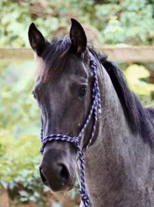 Étalon QH bleu roan