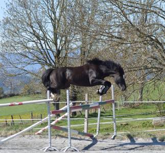 Etalon Welsh Cob D