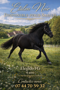 ETALON ELEGIDO PRE FG DISPONIBLE A LA SAILLIE