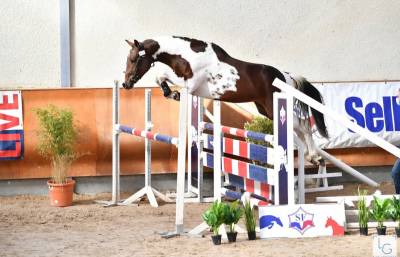 Idéal Combe Aux Loups : saillie cso top origines