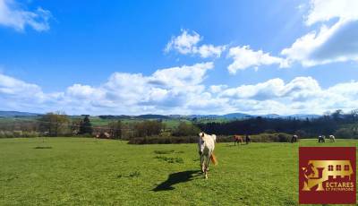 Propriété équestre 6,5 hectares attenants
