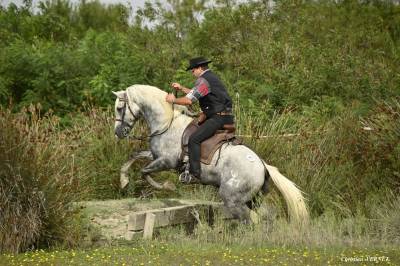 Elon Camargue