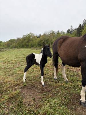 Saillie Poney