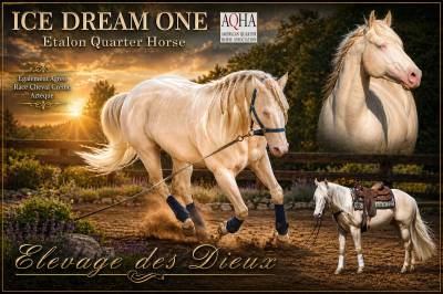 Quarter Horse de robe crème Saillie 2026