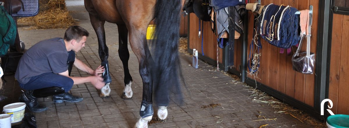 Formation équestre pour devenir groom