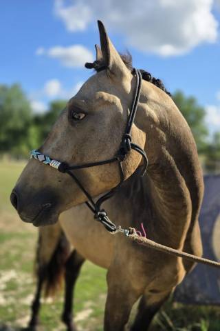 Etalon connemara 4 ans buckskin pour reproduction