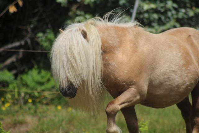Etalon palomino shetland pp livre a