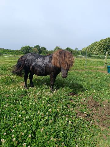 Etalon shetland pp livre a