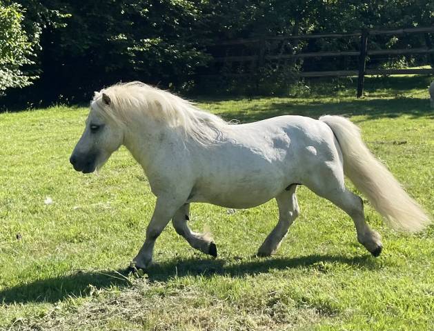 Etalon shetland mini origine uk
