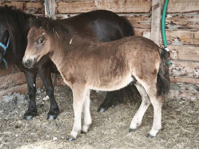 Poney shetland poulain