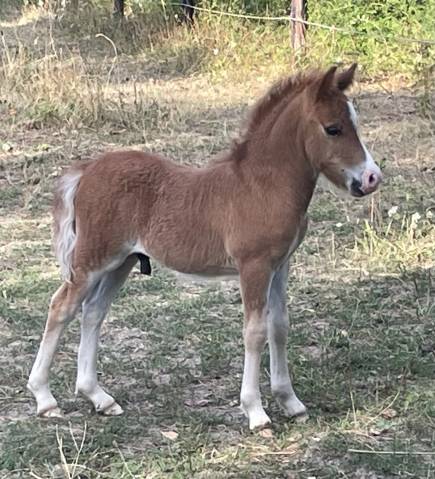 Ă vendre - poulain shetland