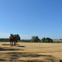 Pension pour chevaux dans le JURA à Balaiseaux