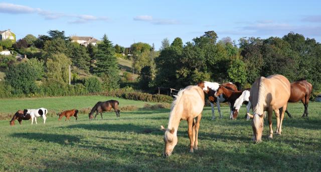 élevage chevaux Américains Quarter,Paint,Appaloosa