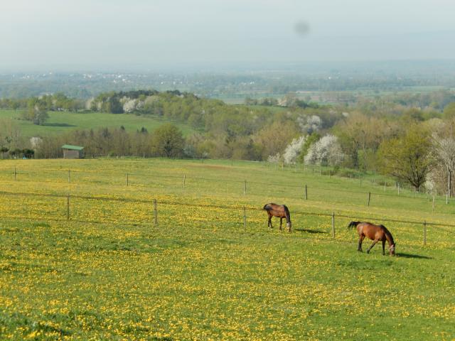 Ecurie des monts d'or