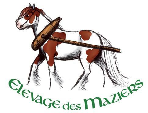 Elevage des maziers, irish cob