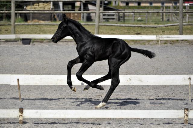 Poulains de dressage a vendre