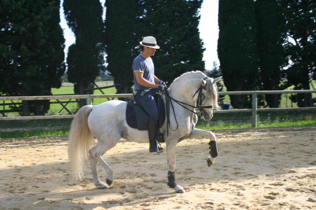 Cheval Dressage Haute-Ecole