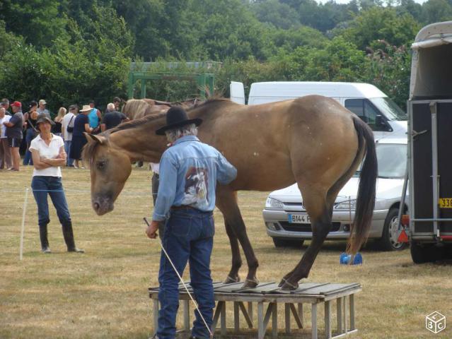 Pouliche Appaloosa