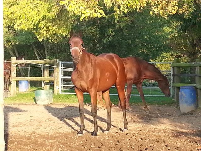 Yearling bonne origine PS